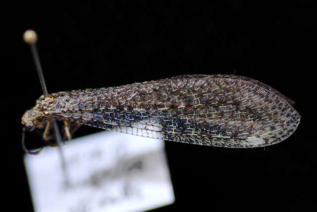 Image de Brachynemurus ferox (Walker 1853)