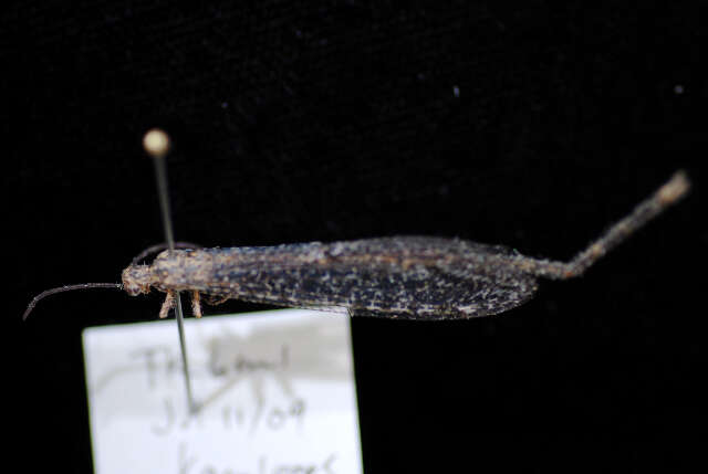 Image de Brachynemurus ferox (Walker 1853)