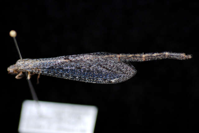 Слика од Brachynemurus ferox (Walker 1853)