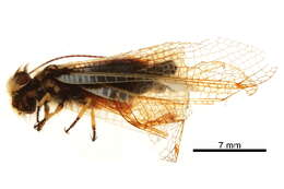 Image of Libelloides