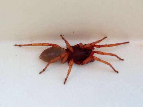 Image of Woodlouse spider