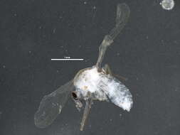 Sivun Tanypodinae kuva