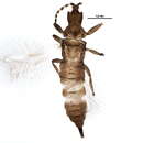 Image of Cephalothrips