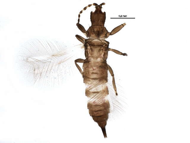 Image de Cephalothrips