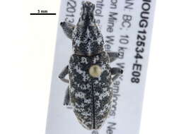 Image of Root weevil