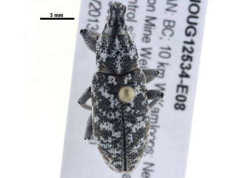 Image of Root weevil