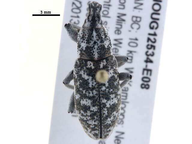 Image of Root weevil