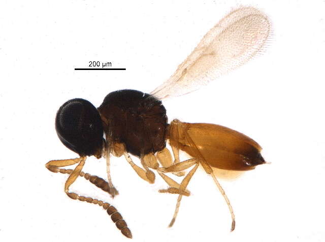 Image of Scelioninae