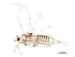 Image of thrips