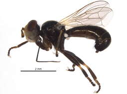 Image of Thecophora