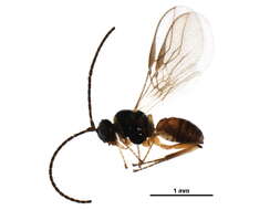 Image of Opiinae