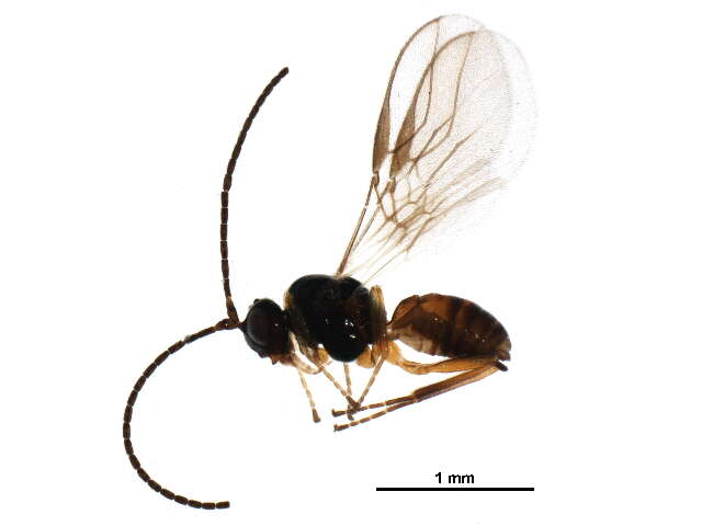 Image of Opiinae