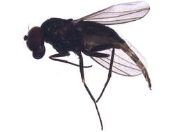 Image of long-legged fly