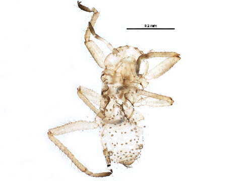 Image of Essigella (Lambersella) fusca Gillette & M. A. Palmer 1924