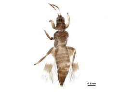 Image of Aeolothrips