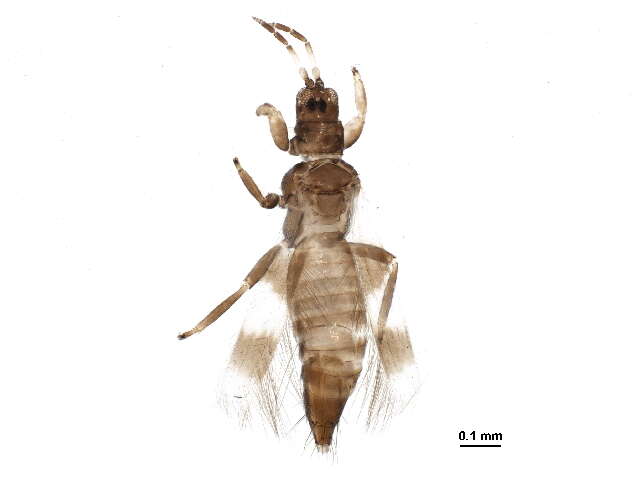 Image of Aeolothrips