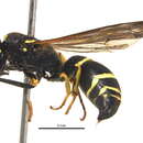 Sivun <i>Ancistrocerus albolacteus</i> kuva