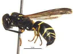 Image of <i>Ancistrocerus albolacteus</i>