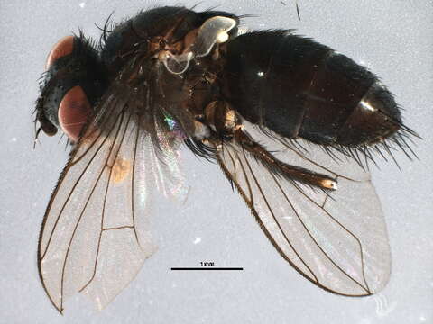 Image of Muscomorpha