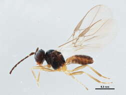 Image of Opiinae