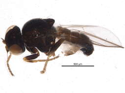 Image of Malloewia neglecta (Becker 1912)