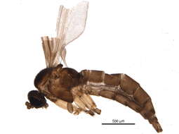 Image of Corynoptera