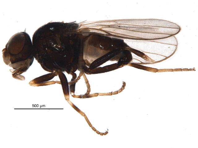 Image of Malloewia neglecta (Becker 1912)