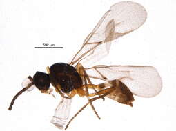 Image of Aphidius