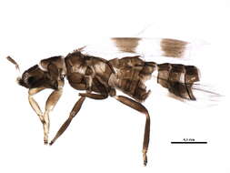 Image of Aeolothrips