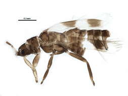 Image of Aeolothrips