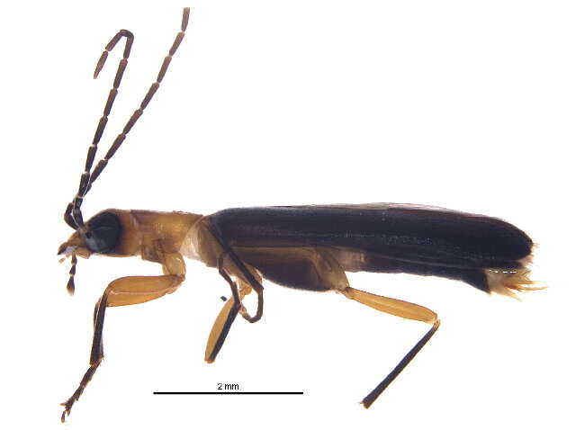 Image of Xanthochroina