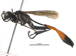 Image of Ammophila cleopatra Menke 1964