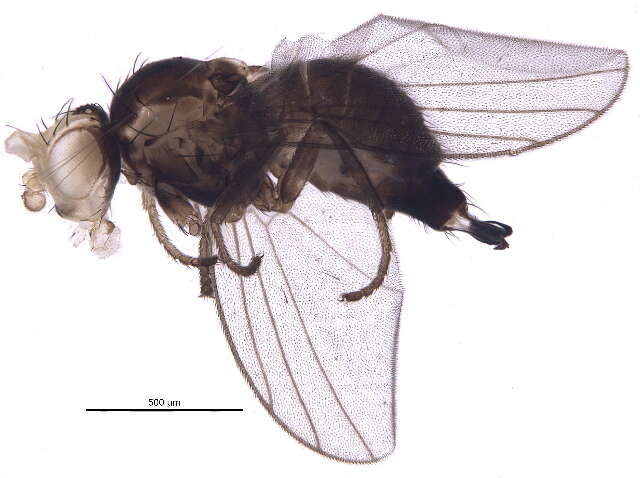 Image of Liriomyza fricki Spencer 1965