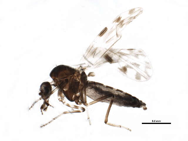 Image of Culicoides sonorensis Wirth & Jones 1957