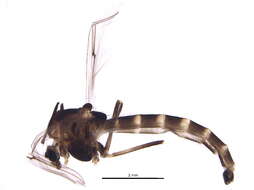 Image of Chironomus