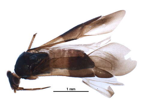 Image of Pilophorus diffusus Knight 1968