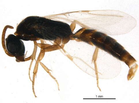 Image of Chrysidoidea