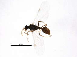 Image de Temnothorax Mayr 1861