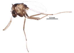 Image of Paralauterborniella nigrohalteralis