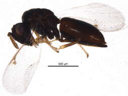 Image of Aphelinidae