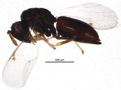 Image of Aphelinidae