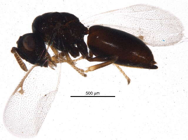 Image of Aphelinidae