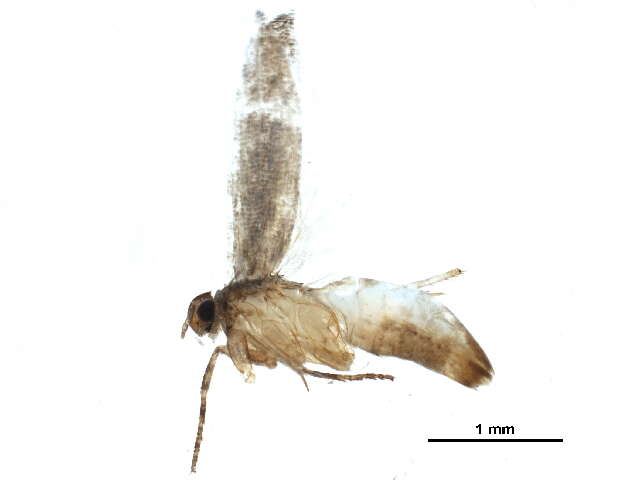 <i>Gnorimoschema rotundatum</i>的圖片