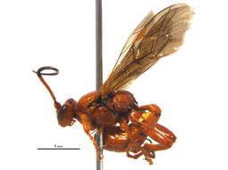 Image of Ichneumoninae
