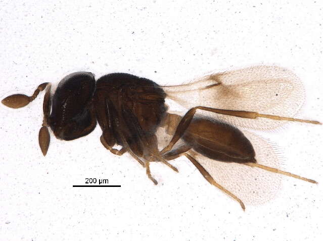 Image of Scelioninae