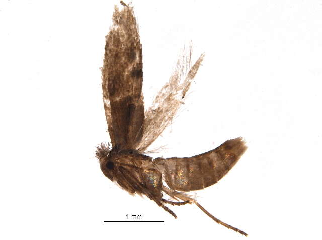 Image of Bucculatrix