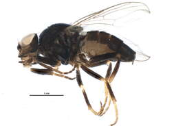 Image of Carnoidea