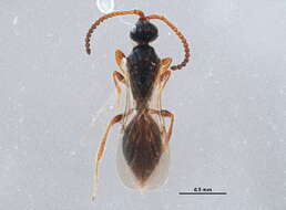 Image of Belytinae