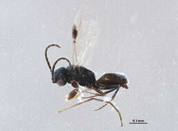 Image of dryinids