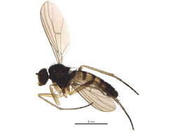 Image of long-legged fly